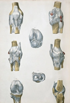 Human Joint Illustration Prints: Knee bones and ligaments