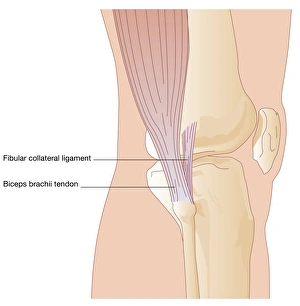 Knee Anatomy Prints: Knee in lateral view, artwork