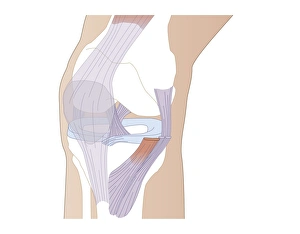 Femur Tibia Fibula Bones Prints: Knee ligaments, artwork