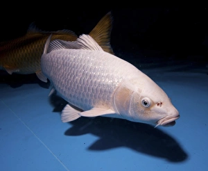 Ornamental Fish Prints: Koi Carp pool