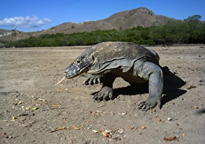Indonesian Endemic Species Prints: Komodo dragon