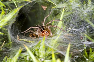 Orb Weaver Spiders Prints: Labyrinth spider