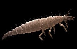 Scanning Electron Micrograph SEM Images Prints: Lacewing larva, SEM