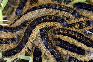 Prints of Lackey Moth caterpillars (Malacosoma neustria) on grass Images Dated 2009 December: Lackey Moth Caterpillars Print on Grass