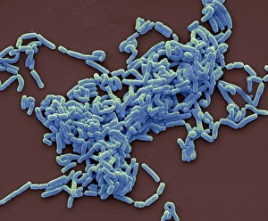 Bacteria Under Microscope Prints: Lactobacillus casei bacteria, SEM