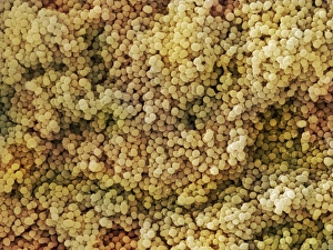 Prints of Lactococcus sp. bacteria. Scanning electron micrograph (SEM) of the bacteria Lactococcus sp. Its most common application is in the production of dairy products, such as cheeses and yoghurts Images Dated 2013 February: Lactococcus sp. Bacteria Print (SEM)