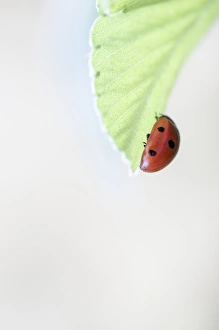Insect Photography Nature Prints: Ladybird