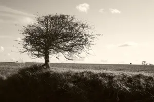 Winter Tree Photography Prints: Bare tree