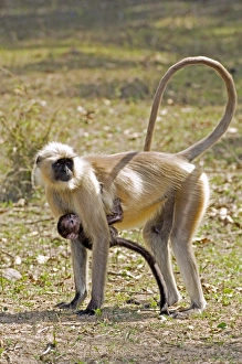 Indian Subcontinent Wildlife Prints: Langur monkeys
