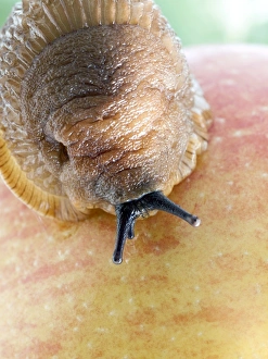 Garden Pests UK Prints: Large black slug