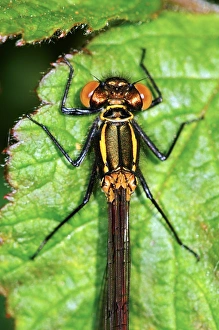 Large Red Damselfly Prints: Large red damselfly