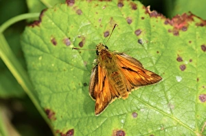 Dorset Wildlife Photos Prints: Large skipper butterfly