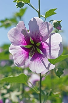 Wildflowers Of England Prints: Lavatera maritima