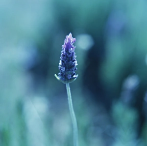Purple Wildflowers Prints: Lavender