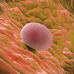 Lavender leaf oil gland, SEM Lavender leaf oil gland, SEM