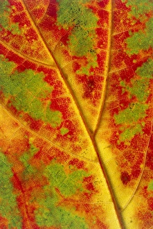 Maple Leaf Prints: Leaf detail