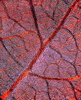 Light Micrograph Prints: Leaf anatomy, light micrograph