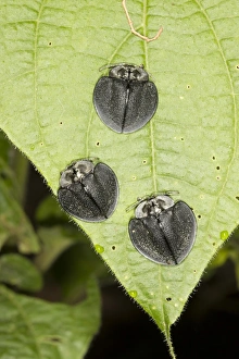Leaf Beetles Prints: Leaf beetles