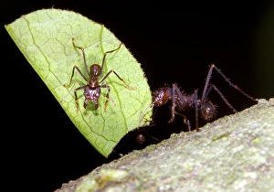 Leaf Cutter Ants Prints: Leaf-cutter ants