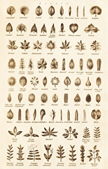 18th Century Encyclopedia Prints: Leaf Forms C017 / 3525