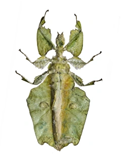 Leaf Insect Prints: Leaf insect C016 / 2230
