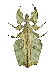 Entomology Images Prints: Leaf insect C016 / 2231