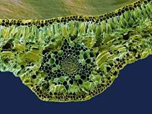 Prints of Leaf midrib. Coloured scanning electron micrograph (SEM) of a section through the midrib of a leaf from the Common Box (Buxus sempervirens) Images Dated 2007 December: SEM Print of Box Leaf Midrib Cross Section