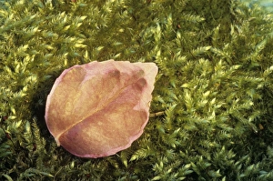 Moss Covered Leaves Prints: Leaf on moss