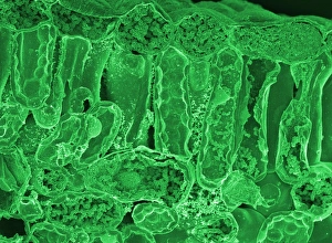 Coloured SEM Print of a Fractured Leaf Section