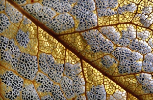 Plant Cell Structure Prints: Leaf skeleton