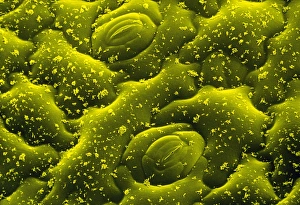 Leaf surface of succulent plant Leaf surface of succulent plant