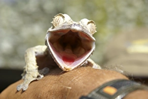 Prints of looking down the mouth of a Giant Leaf-tail Gecko (Uroplatus fimbriatus). Photographed in Madagascar in July Images Dated 2010 December: Leaf-tail Gecko looking down the mouth of a Giant Leaf-tail Gecko Print