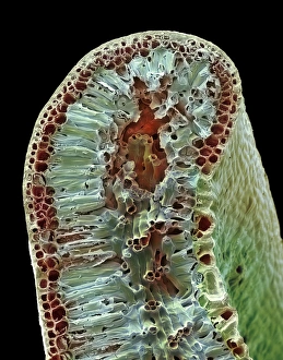 Leaf tissue structure, SEM Leaf tissue structure, SEM