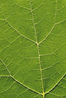 Plant Vascular System Prints: Leaf veins