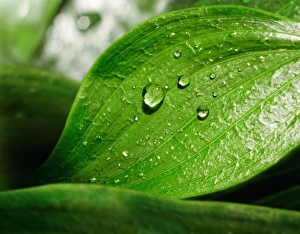 Prints of Fresh Dew droplets cling to the water repellant surface of the leaf Images Dated 2011 May: Fresh Dew Droplets Print