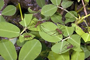 Leafcutter Ants Prints: Leafcutter ant workers