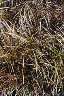 Australian Flora Prints: Leatherleaf Sedge