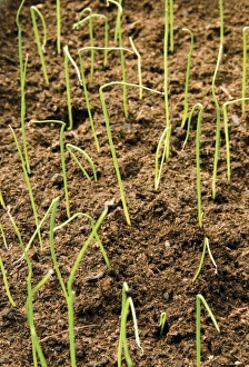 Vegetable Gardening Tips Prints: Leek seedlings