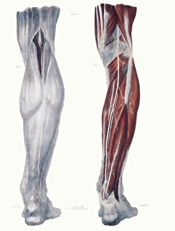 Images Dated 2005 February: Leg Nerve Print: Anatomical illustration of human lower leg nerves