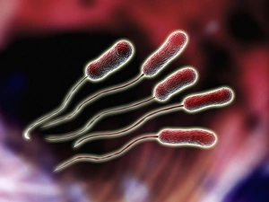Legionella sp. bacteria Print