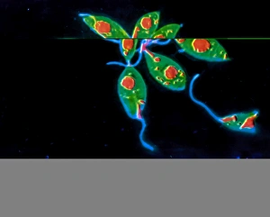 Leishmania protozoa Leishmania protozoa