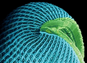 Lembadion protozoan Lembadion protozoan