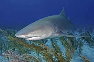 Lemon shark Print