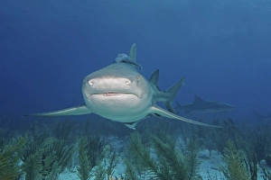 Lemon Shark Prints: Lemon shark