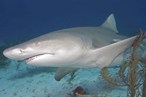 Lemon Shark Print