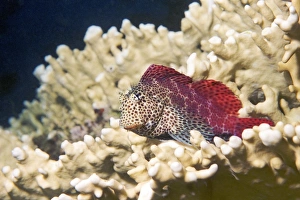 Coral Reef Fauna Prints: Leopard blenny