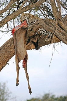Images Dated 12th December 2013: Leopard Print - Tree Feeding Scene