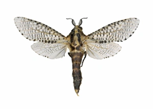 European Insect Images Prints: Leopard moth C016 / 2301