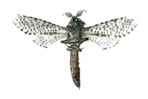 Spanish Insects Prints: Leopard moth C016 / 2302