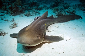 Prints of Leopard shark and remora. Leopard shark (Stegostoma fasciatum) on the sea bed with a remora (family Echeneidae, upper centre) attached to its back Images Dated 2009 July: Leopard Shark and Remora Print